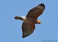 Red-shouldered Hawk in flight